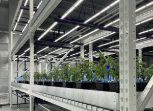 Vertical Racks for Cannabis Cultivation